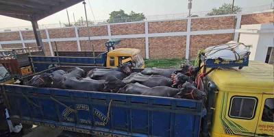 শুল্ক ছাড়াই ভারত থেকে ৯৫টি মহিষ আমদানি