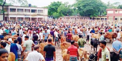 কুমিল্লায় নিষেধাজ্ঞা অমান্য করে চার স্কুলের মাঠে পশুর হাট