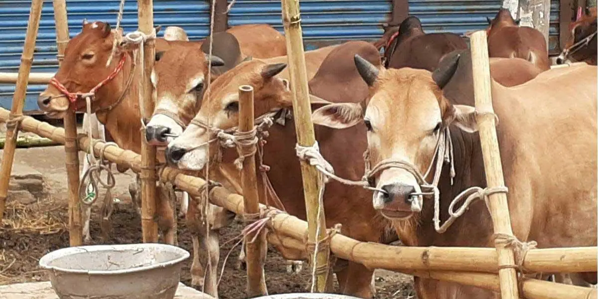 কোরবানির পশুর যত্ন নেবেন যেভাবে