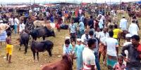 বরিশালে পশুর হাটে ক্রেতার চেয়ে দর্শক বেশি