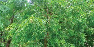 উপকারী গাছ নিম