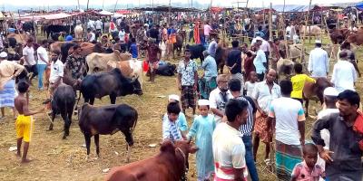 বরিশালে পশুর হাটে ক্রেতার চেয়ে দর্শক বেশি
