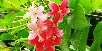 রবীন্দ্রনাথের মধুমঞ্জরী লতা