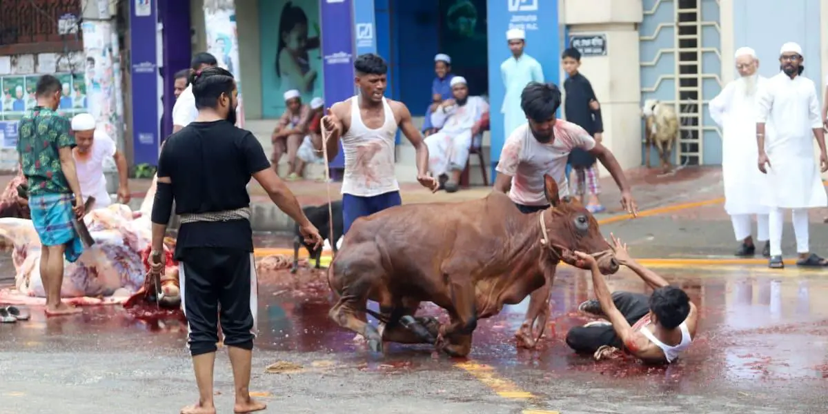 ৭৫ ওয়ার্ডের কোরবানির পশুর বর্জ্য অপসারনের দাবি ডিএসসিসির
