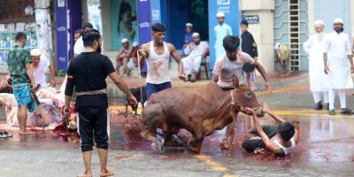 ৭৫ ওয়ার্ডের কোরবানির পশুর বর্জ্য অপসারনের দাবি ডিএসসিসির