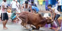 এবার ৯১ লাখের বেশি পশু কোরবানি হয়েছে
