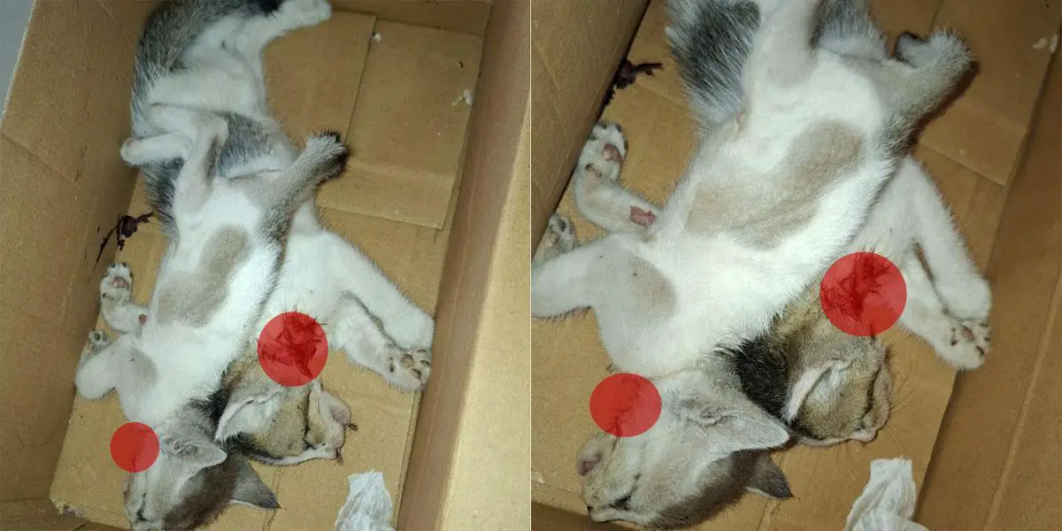 শাবিপ্রবির হলে কার্টনে গলাকাটা ২ বিড়ালছানা