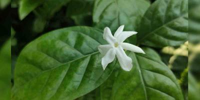 বেলি ফুলের গন্ধে গ্রীষ্ম মাতাল