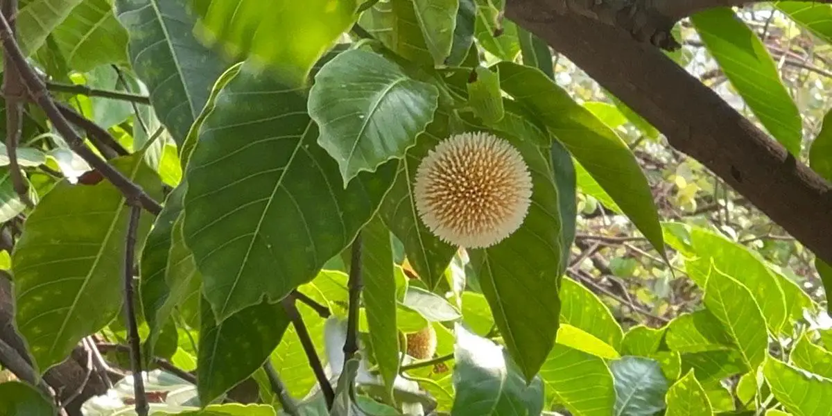 আজ আষাঢ়ের প্রথম দিন
