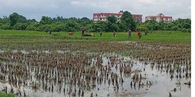 বাংলাদেশি গরু আটকে রাখার ৩ ঘণ্টা পর ফেরত দিল বিএসএফ