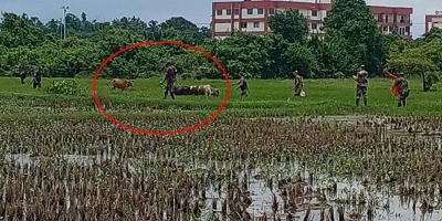 আখাউড়া সীমান্তে বাংলাদেশিদের গরু নিয়ে গেল বিএসএফ