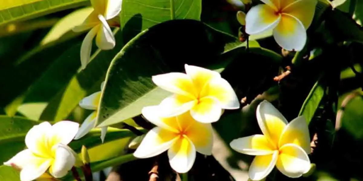 ফুটেছে কাঠগোলাপ ফুল