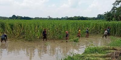 অপরিপক্ব পাট কেটে নিচ্ছেন কৃষকরা
