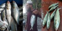 চাঁদপুরে ইলিশের দাম নির্ধারণে ডিসির চিঠি