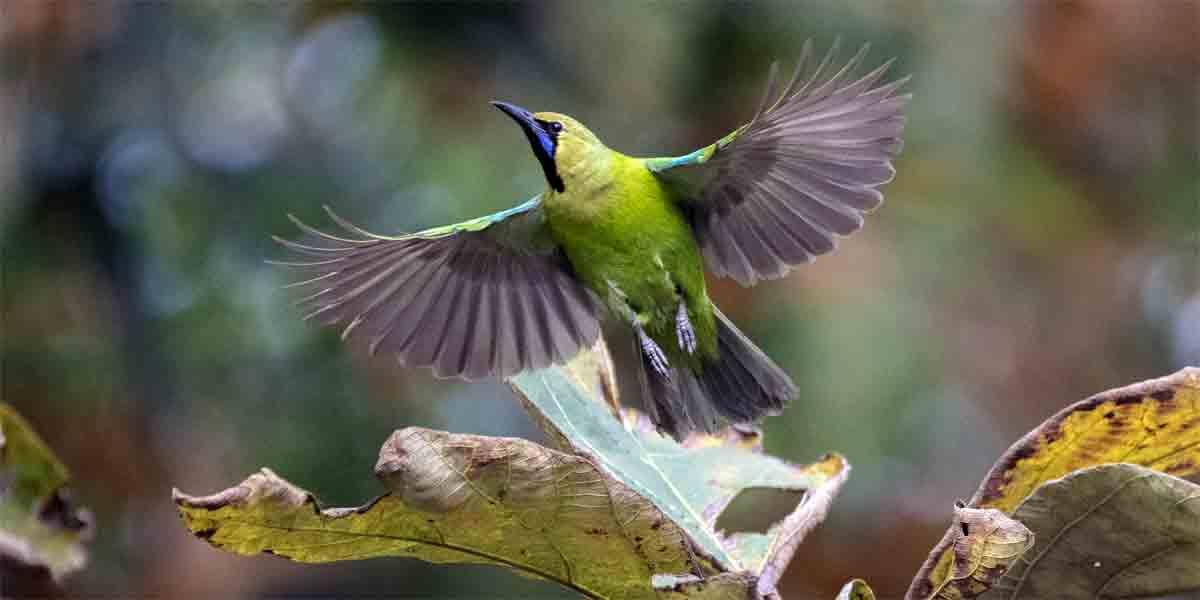 সুন্দর পাতাবুলবুলির কথা
