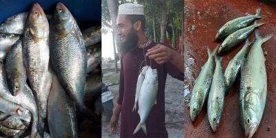 চাঁদপুরে ইলিশের দাম নির্ধারণে ডিসির চিঠি