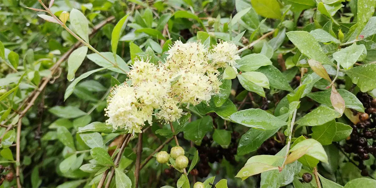 বৃষ্টিভেজা মেহেদি ফুল