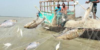 সাগরে মিলছে ইলিশ, নতুন সংকটে জেলেরা