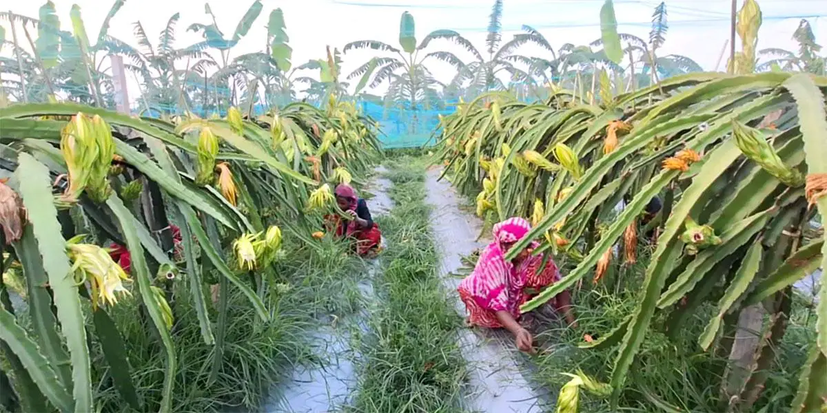 জয়পুরহাটে বাণিজ্যিকভাবে ড্রাগন চাষে সফল শিপলু