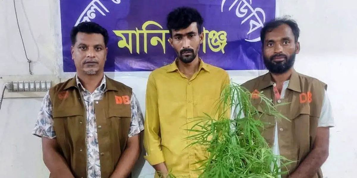 টয়লেটের ছাদে গাঁজার চাষ, যুবক গ্রেপ্তার