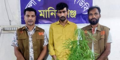 টয়লেটের ছাদে গাঁজার চাষ, যুবক গ্রেপ্তার