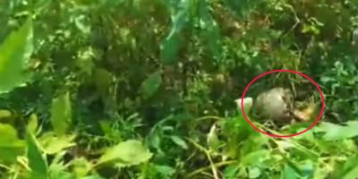 নড়াইলে মানুষের কঙ্কাল উদ্ধার