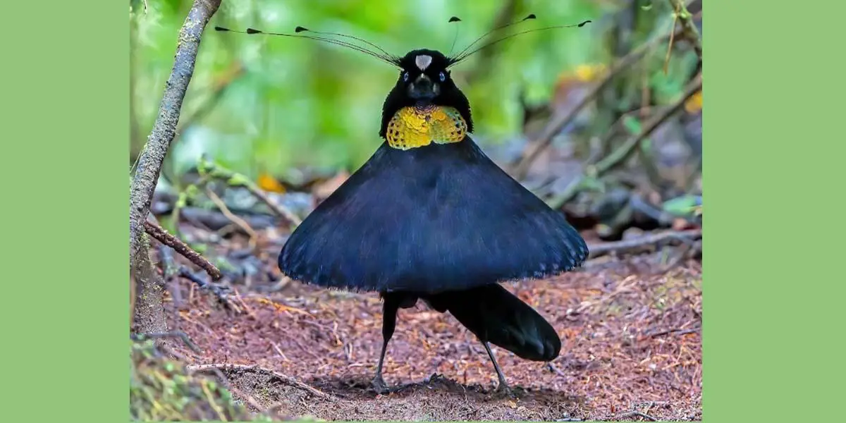 পাখি যখন নৃত্যশিল্পী