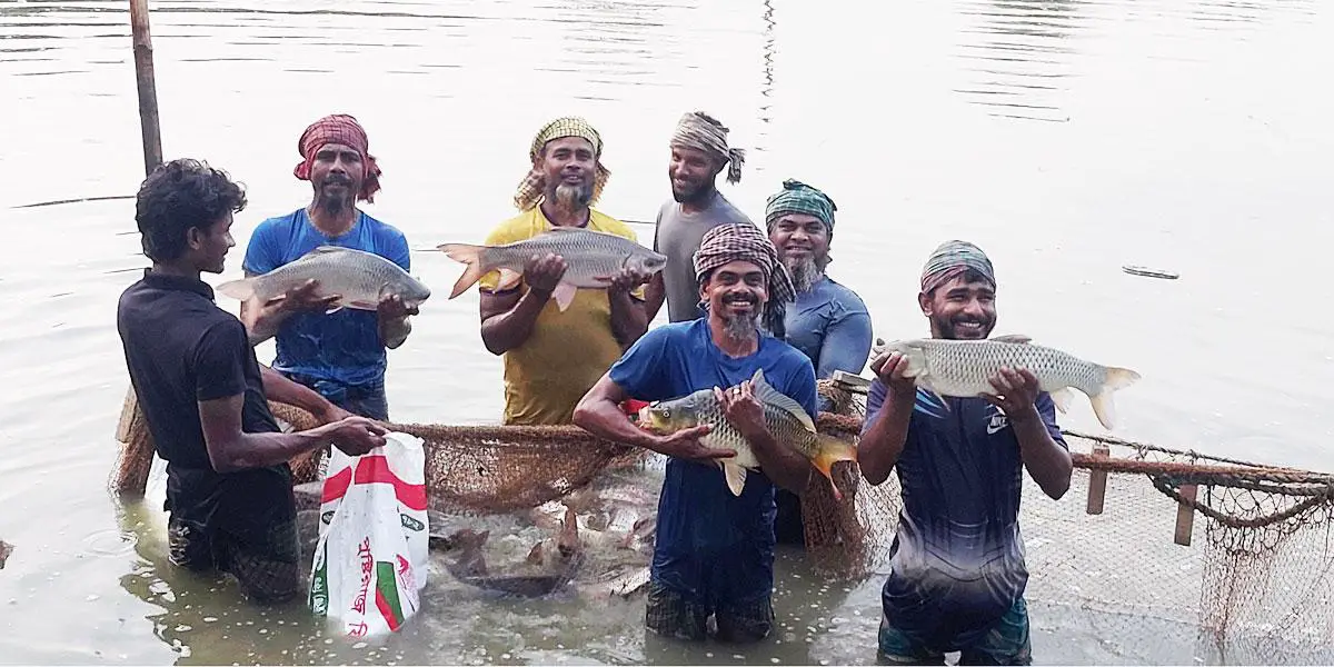 শরীয়তপুরে কার্প ফ্যাটেনিং পদ্ধতিতে মাছ চাষ করে লাভবান হচ্ছেন চাষিরা