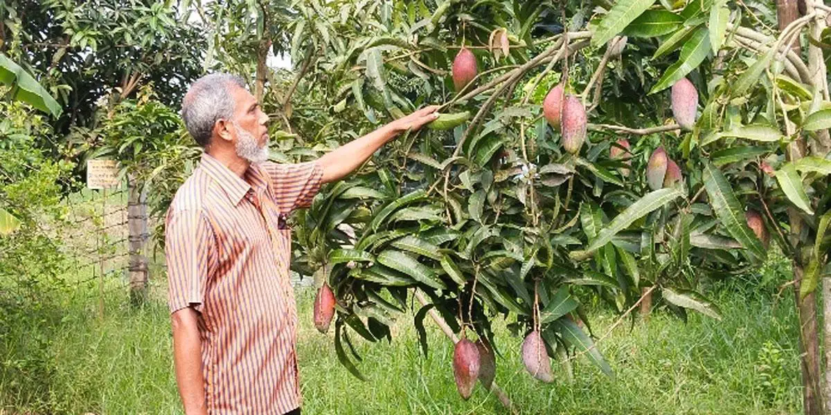 নড়াইলে এক বাগানে ৫০ প্রজাতির আম
