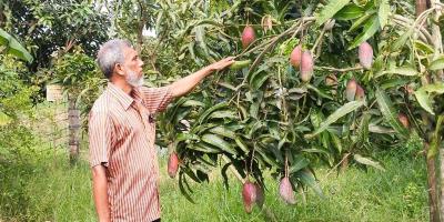 নড়াইলে এক বাগানে ৫০ প্রজাতির আম