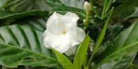 শুভ্র সুন্দর টগর