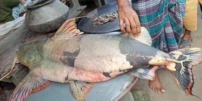পদ্মায় মিলল বিশাল বাঘাইর, ৬২ হাজারে বিক্রি