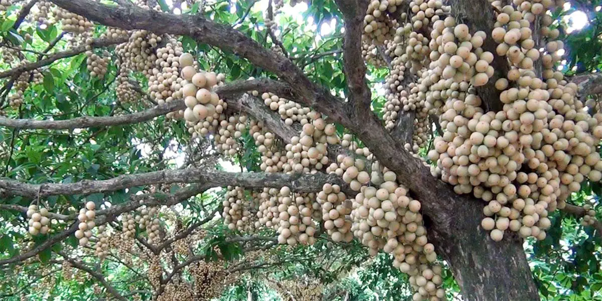 নরসিংদীতে লটকনের ফলন কম, দ্বিগুণ দাম