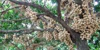 নরসিংদীতে লটকনের ফলন কম, দ্বিগুণ দাম