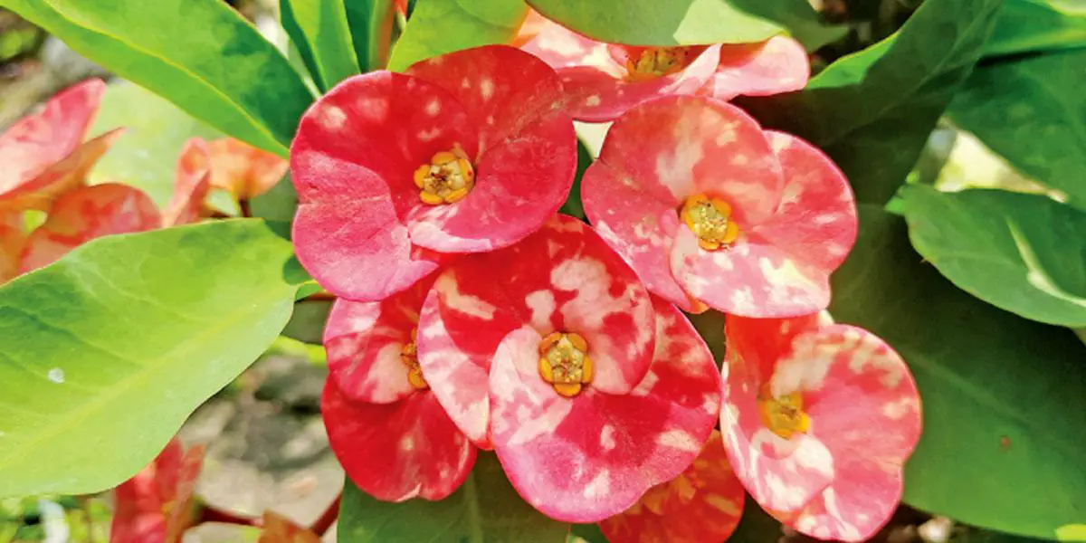 চোখজুড়ানো কাঁটামুকুট ফুল