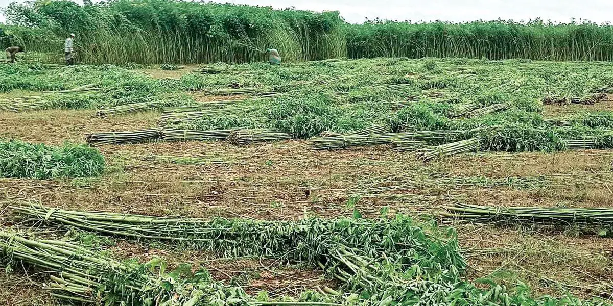 নেত্রকোনায় পাট চাষে আগ্রহ ফিরছে