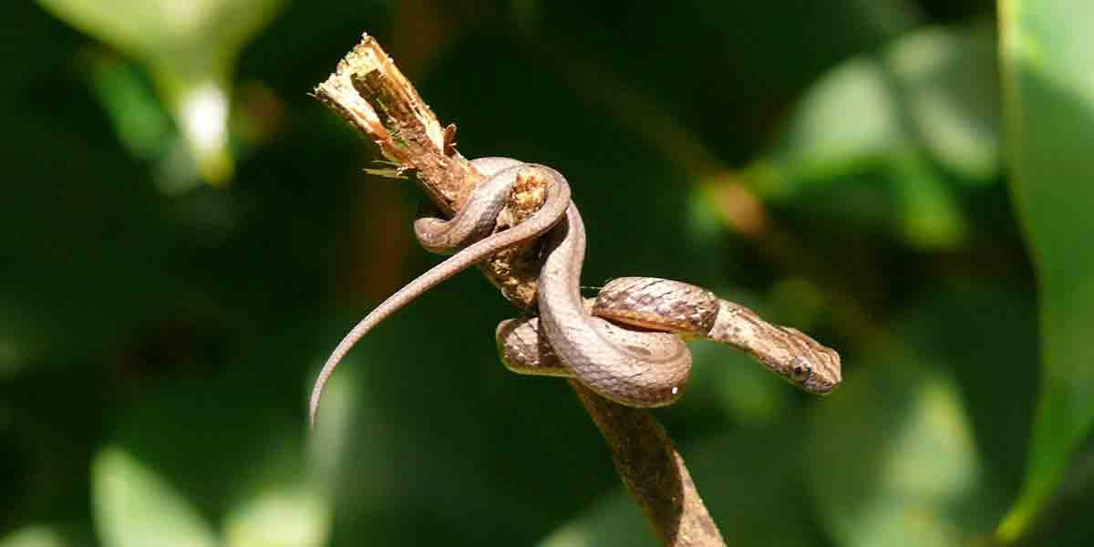 নকল বোড়া সাপের কথা