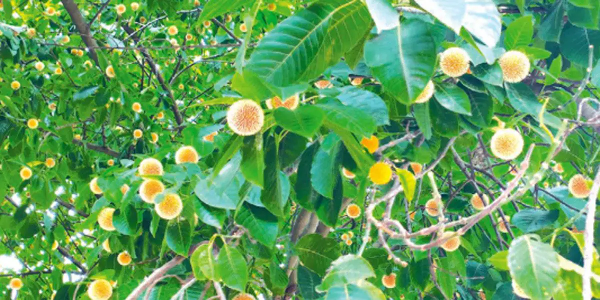 বাদল দিনের কদম কথা
