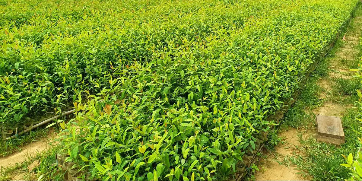 সাতকানিয়ার দুই নার্সারিতে বেড়ে উঠছে তিন লাখ নিষিদ্ধ ইউক্যালিপটাস