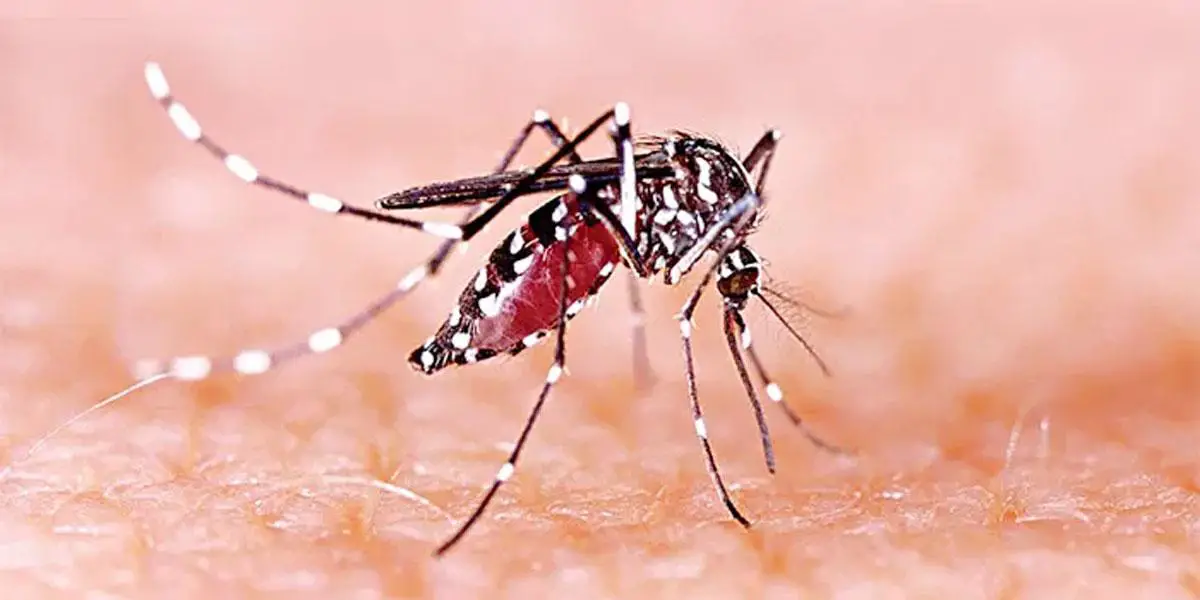 সারা দেশে ডেঙ্গু জ্বরে আক্রান্ত ২৯৪