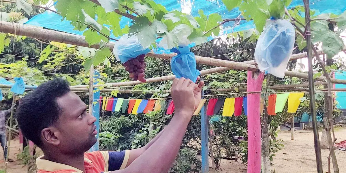 শেরপুরে আঙুর চাষে সাড়া ফেলেছেন মিজানুর
