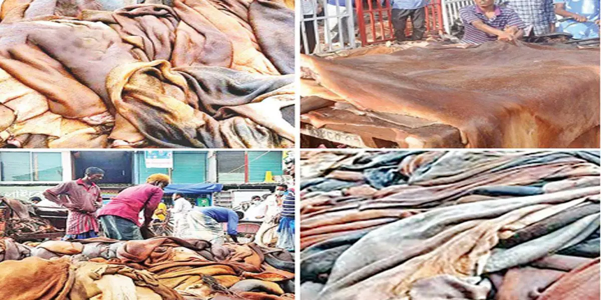 কাঁচা চামড়া সংরক্ষণ নিশ্চিত করা জরুরি