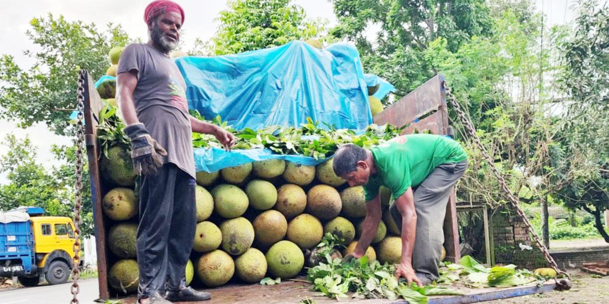 ঈশ্বরদীতে প্রতিদিন বিক্রি হচ্ছে ৭ লাখ টাকার কাঁঠাল