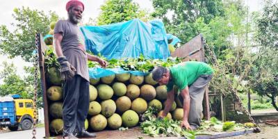ঈশ্বরদীতে প্রতিদিন বিক্রি হচ্ছে ৭ লাখ টাকার কাঁঠাল