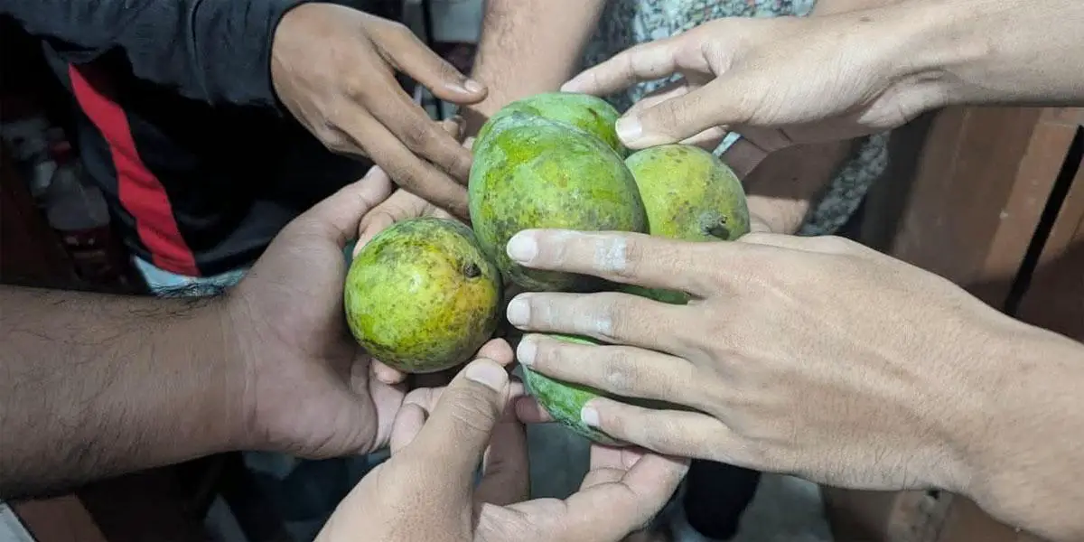 নোবিপ্রবিতে ছাত্রশিবিরের আম উপহার