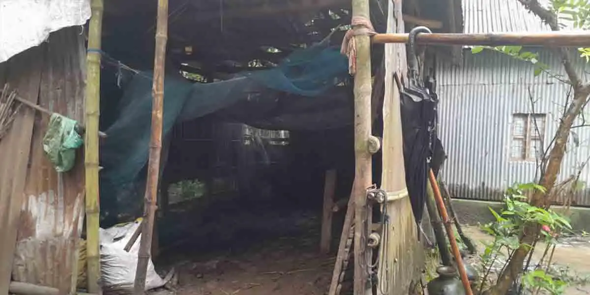 গরু চুরির আতঙ্কে ভুগছে ফরিদপুরের সালথা