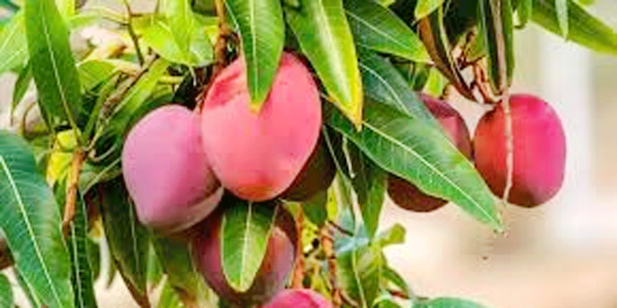 মেহেরপুরে মিয়াজাকি আমের সফল চাষ