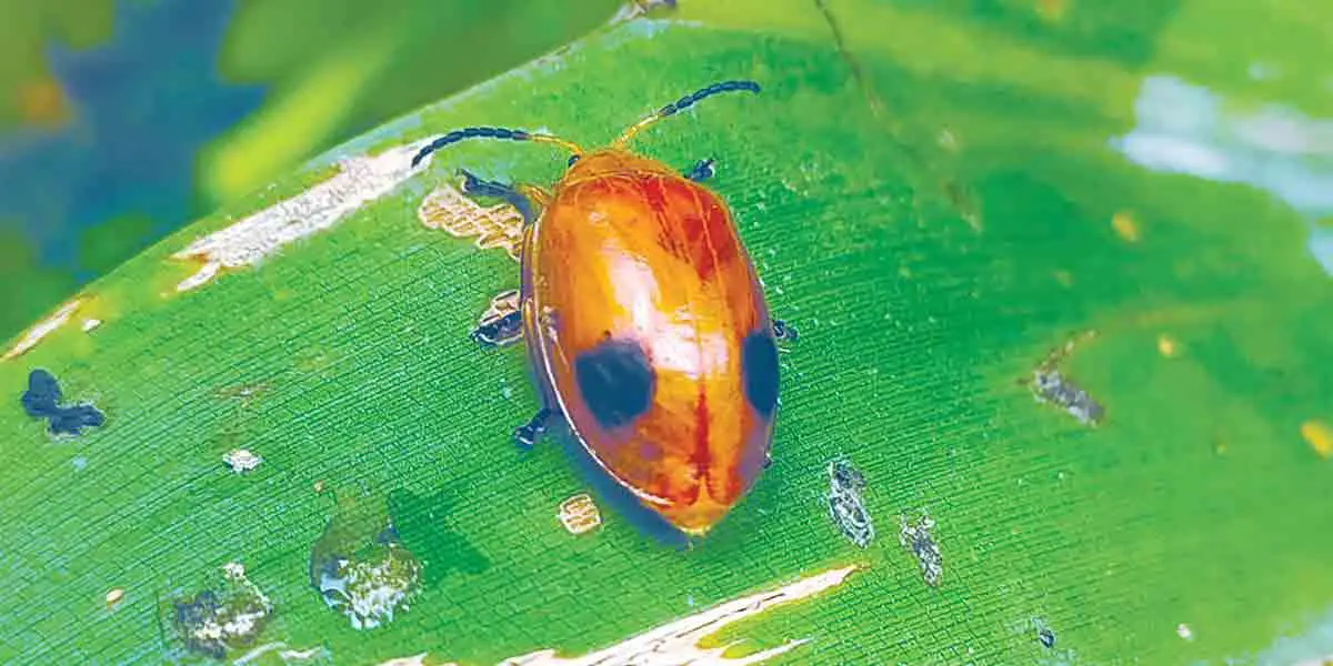 দেখা পেলাম পাতা বিটল পোকার