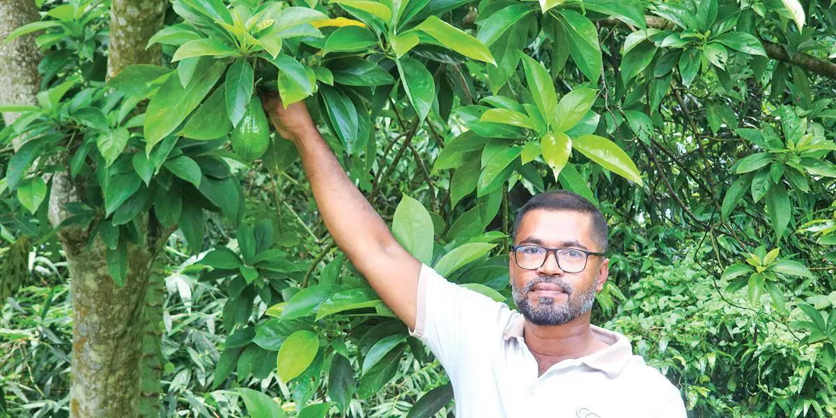 অ্যাভোকাডো চাষে টিটোর সাফল্য