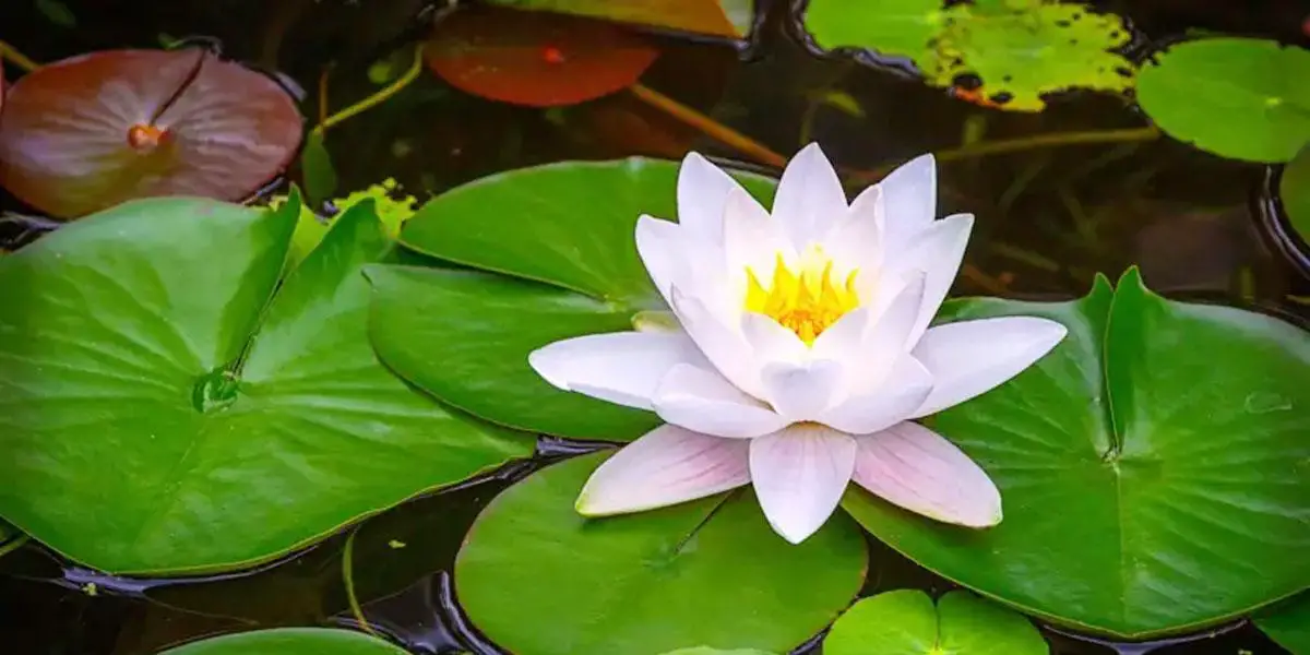 ভোটের প্রতীক হিসেবে ‘শাপলা’ থাকবে না